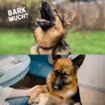 When a seemingly kind old man arrived at the airport with a suitcase and a warm smile, no one suspected a thing—until a trained K9 dog suddenly began barking. What happened next unraveled a chilling truth about a fake grandpa hiding a disturbing secret. Click the link to read more.