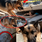 “Hero K9 Exposes a Chilling Police Conspiracy After Barking at Colonel’s Coffin – Watch the Full Video Here!”