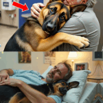 A Missing Child Was Brought to the Hospital by a German Shepherd K9, Leaving Everyone Speechless — But What Happened Next Shocked Even the Medical Staff, Triggering an Investigation No One Saw Coming. Click the Link to Read the Full Story!