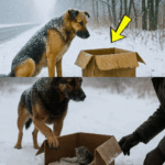 When a Trained K9 Disobeys Orders and Dives Into Rubble, the Unexpected Rescue That Follows Reveals a Deep, Undying Bond Between a Retired Soldier and His Forgotten Canine Companion – A Tale of Loyalty, Memory, and the Power of Love That Transcends Protocol and Time. Click the link to read more.