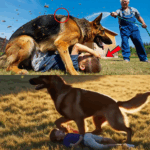A Routine Patrol Turned Into a Life-Or-Death Struggle When a K9 Dog Fought Off a Deadly Swarm to Save a Lost Boy—But Nothing Could Prepare Rescuers for What They Found Hidden in a Dusty Shed Just Yards Away from the Scene—Click the Link to Read the Unbelievable Discovery